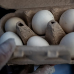 egg recall salmonella 2026 Kroger Brookshires Midwest Poultry Services carton