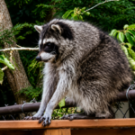 Jimothy raccoon viral video showing Seattle's famous raccoon